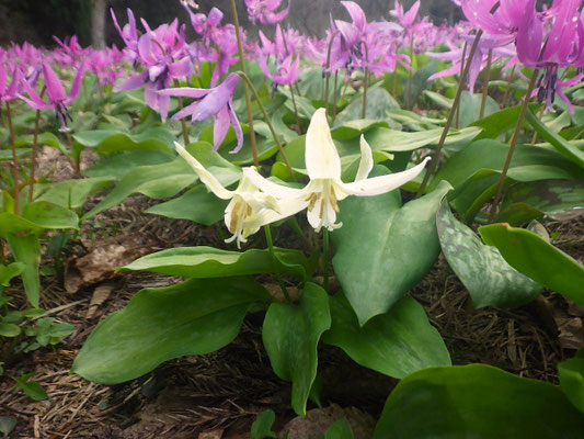白花かたくり