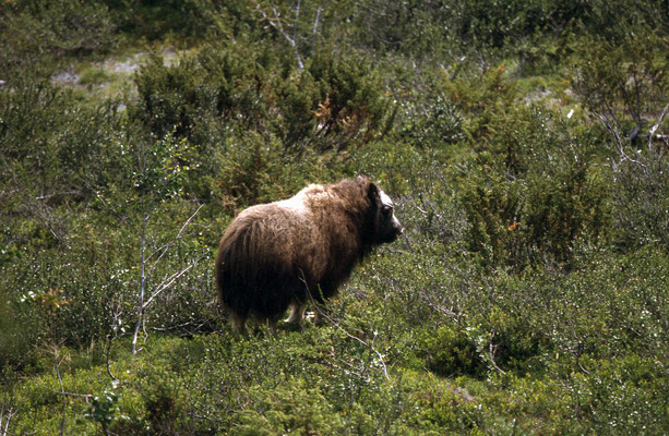 Nationalpark-Dovrefjell-One-Tour-Norwegen-Tour-H946