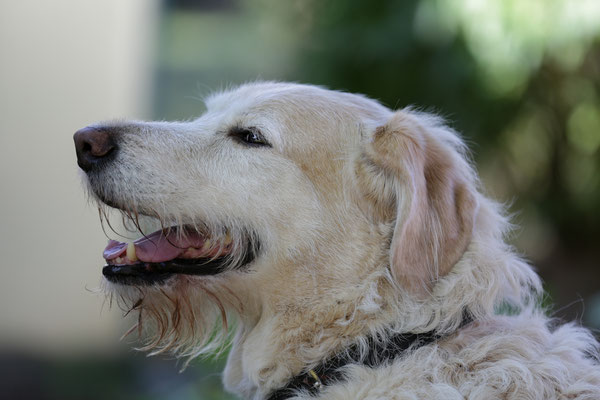 Hundeshooting-0993