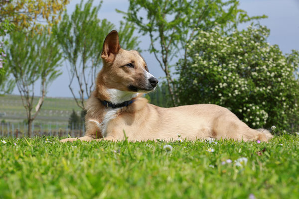 Hundefotograf-Pfalz-SUEW-N564