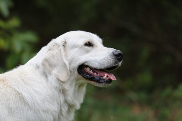 DER-FOTORAUM-Hunde-Shooting-7350-0683