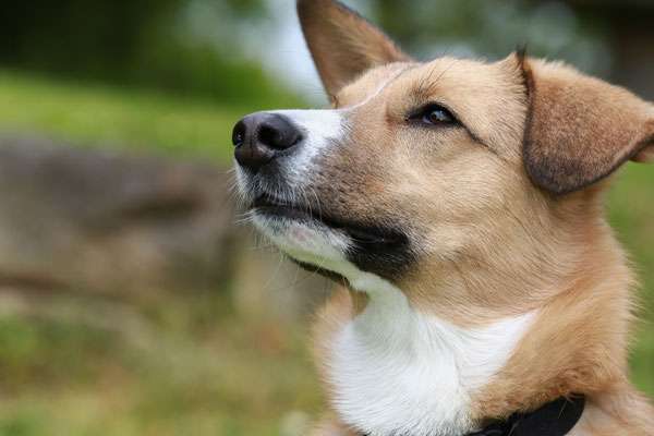Hundefotograf-Shooting-Pfalz-N587