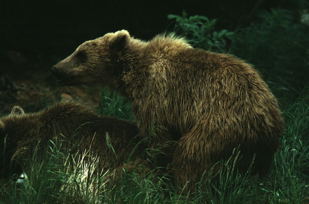 Abenteurer-Juergen-Sedlmayr-Kodiak-Island-Alaska-2-J468