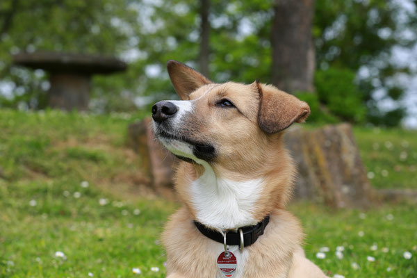 Hundefotograf-Pfalz-N571