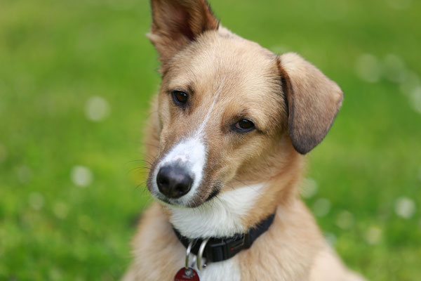 Hundefotograf-L834