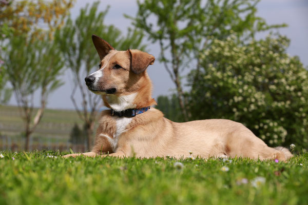 Hundefotograf-Klingenmuenster-Hundeshooting-L809