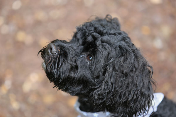 Tier-Shooting-Hunde-Rheinzabern-Der-Fotoraum-Juergen-Sedlmayr-Wald-L878