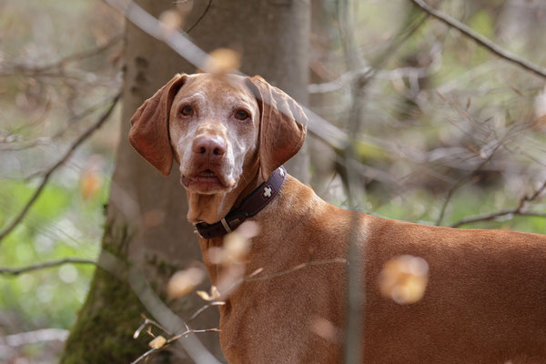 Hunde-Shooting-0961
