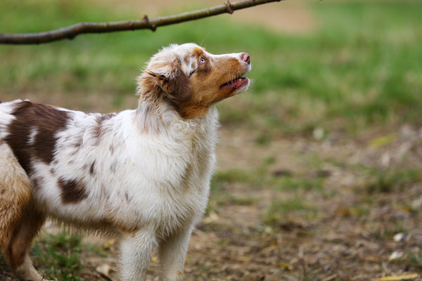 Hundefotograf-Pfalz-N578