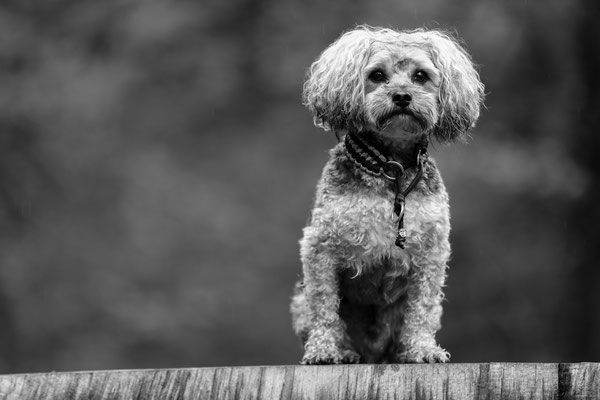 Hunde-FotoShooting-N596