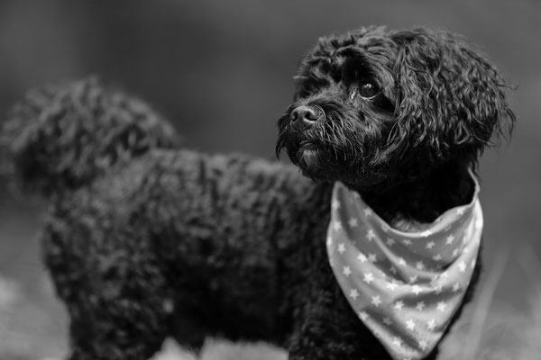 Tierfotograf-Hundefotoshooting-Achtung-N630
