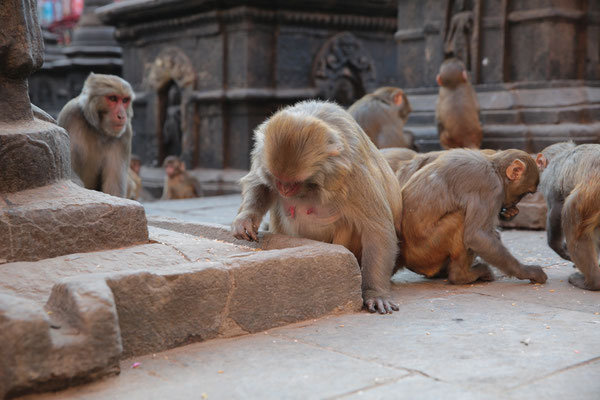 Swayambhunath-Kathmandu-F219