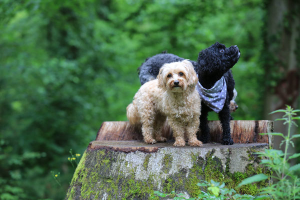 Hunde-Shooting-Rheinzabern-Der-Fotoraum-Juergen-Sedlmayr-Wald-L886