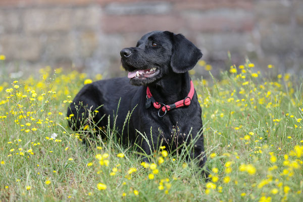 Hundefotograf-Hundeshooting-907
