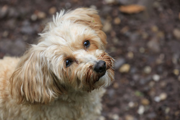 Hunde-FotoShooting-N600