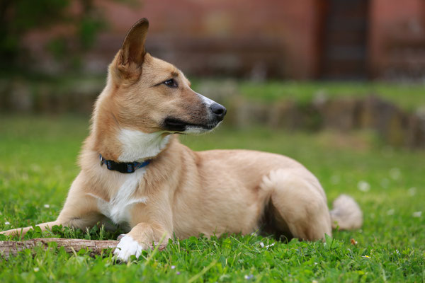 Hundefotograf-suedliche-Weinstrasse-N529