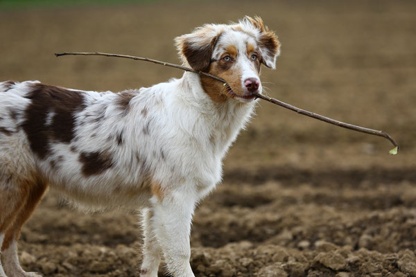 Hundefotograf-N429