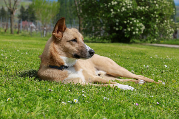 Hundefotograf-Pfalz-SUEW-N569