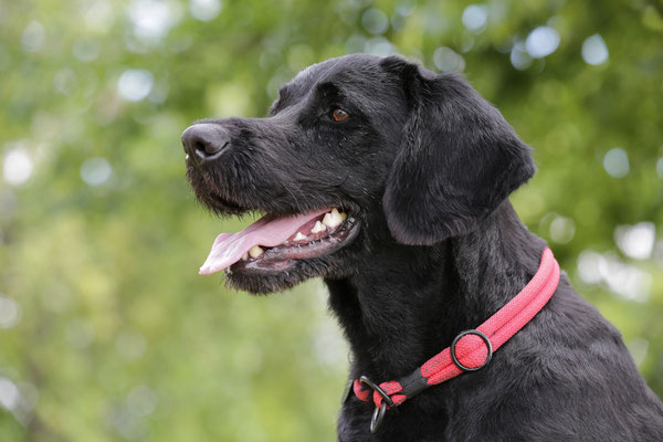 Hunde-Shooting-0932