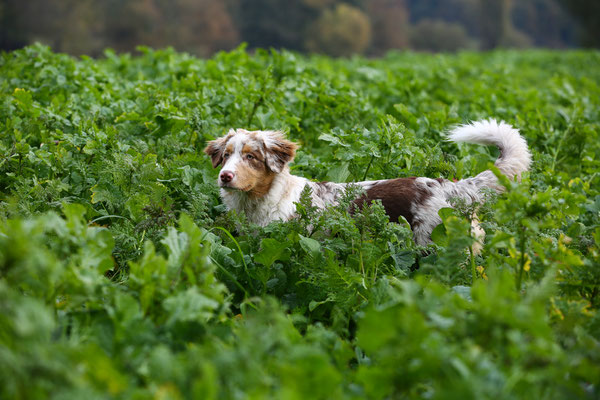 Hundefotografie-Feld-N447