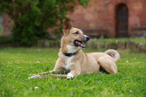 Hundefotograf-suedliche-Weinstrasse-N534