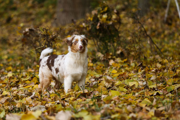 Hunde-FotoShooting-N608