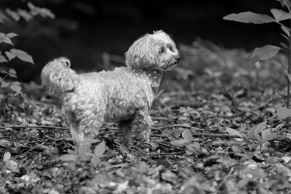 Hundefotografie-Natur-N549