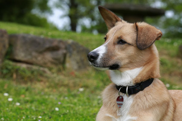 Hundefotograf-Pfalz-SUEW-N566