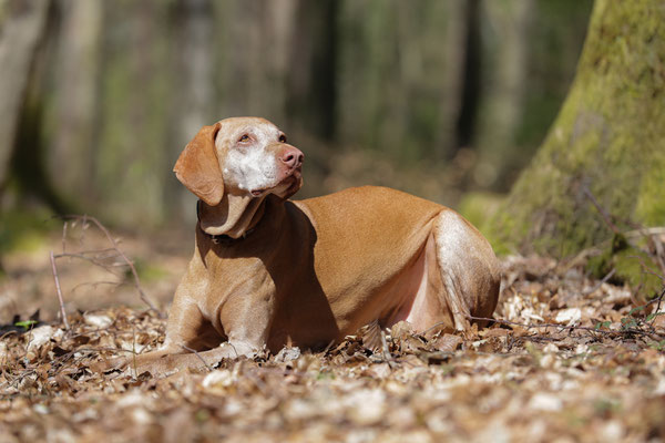Hunde-Shooting-0955