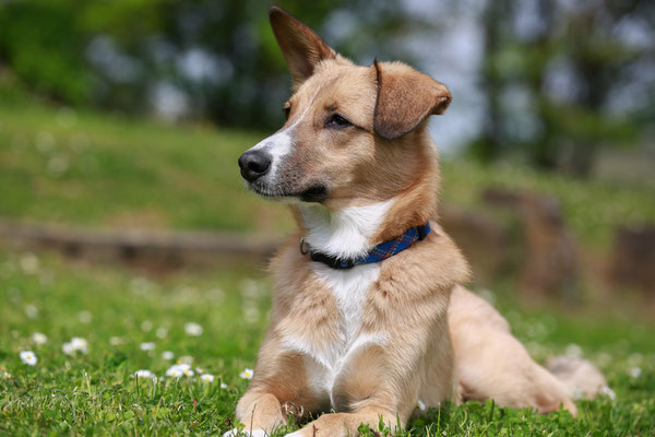 Hundeshooting-Hundefotograf-ich-N468