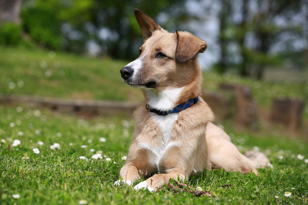 Hundeshooting-Der-Fotoraum-L538