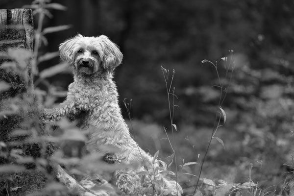 Hundeshooting-L860