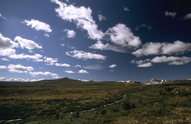 Nationalpark-Dovrefjell-One-Tour-Norwegen-Tour-H948