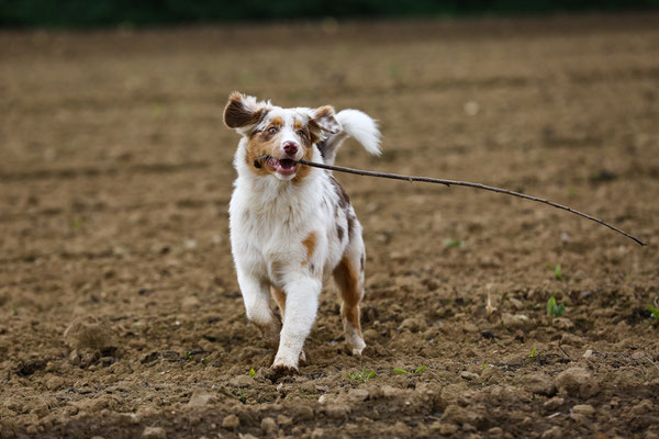 Hundefotograf-Pfalz-N576