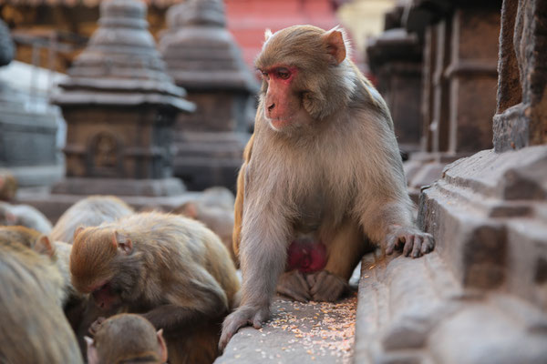 Swayambhunath-Affen-Kathmandu-F208