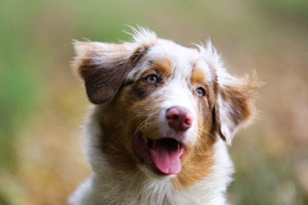 Hundefotograf-Shooting-Pfalz-lieb-N592
