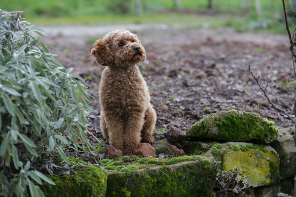 Hundeshooting-0975