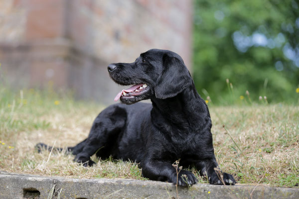 Hunde-Shooting-0962