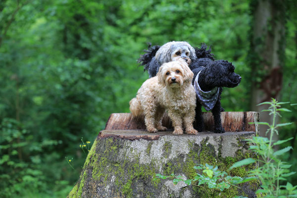 Hundeshooting-Rheinzabern-Der-Fotoraum-Juergen-Sedlmayr-Wald-Wiese-L869