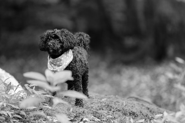 Hundefotografie-Natur-N554