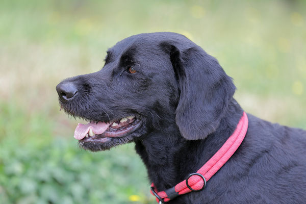 Hunde-Shooting-917