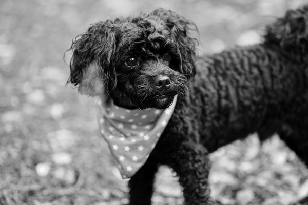 Tierfotograf-Hundefotoshooting-Halstuch-N628
