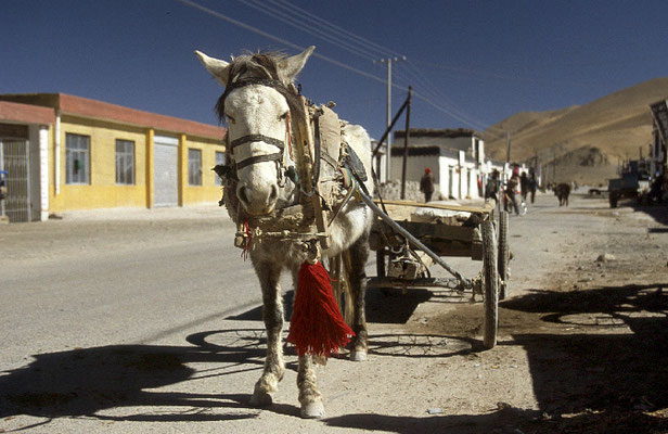 Pferde-Tibet-Tour-Unterwegs-Jeep-Abenteurer-F368