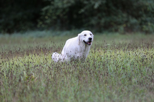 DER-FOTORAUM-Hunde-Shooting-7350-0686