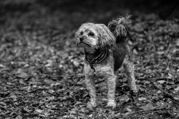 Hunde-Shooting-N435