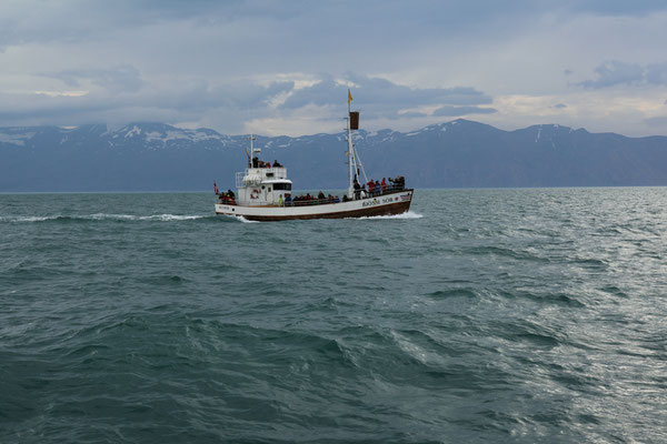 Husavik-Walbeobachtung-ISLAND-3-1-Tour-G391