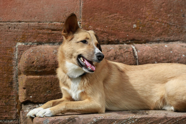 Tierfotograf-Hundeshooting-N497