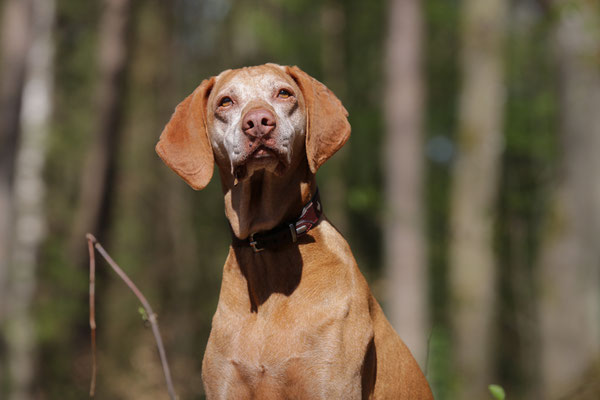 Hunde-Shooting-911