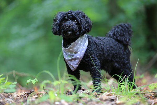 Hunde-FotoShooting-N599