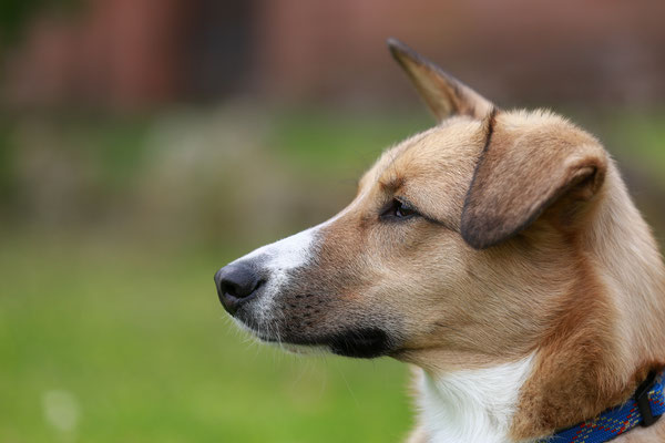 Hundeshooting-Kopf-N452